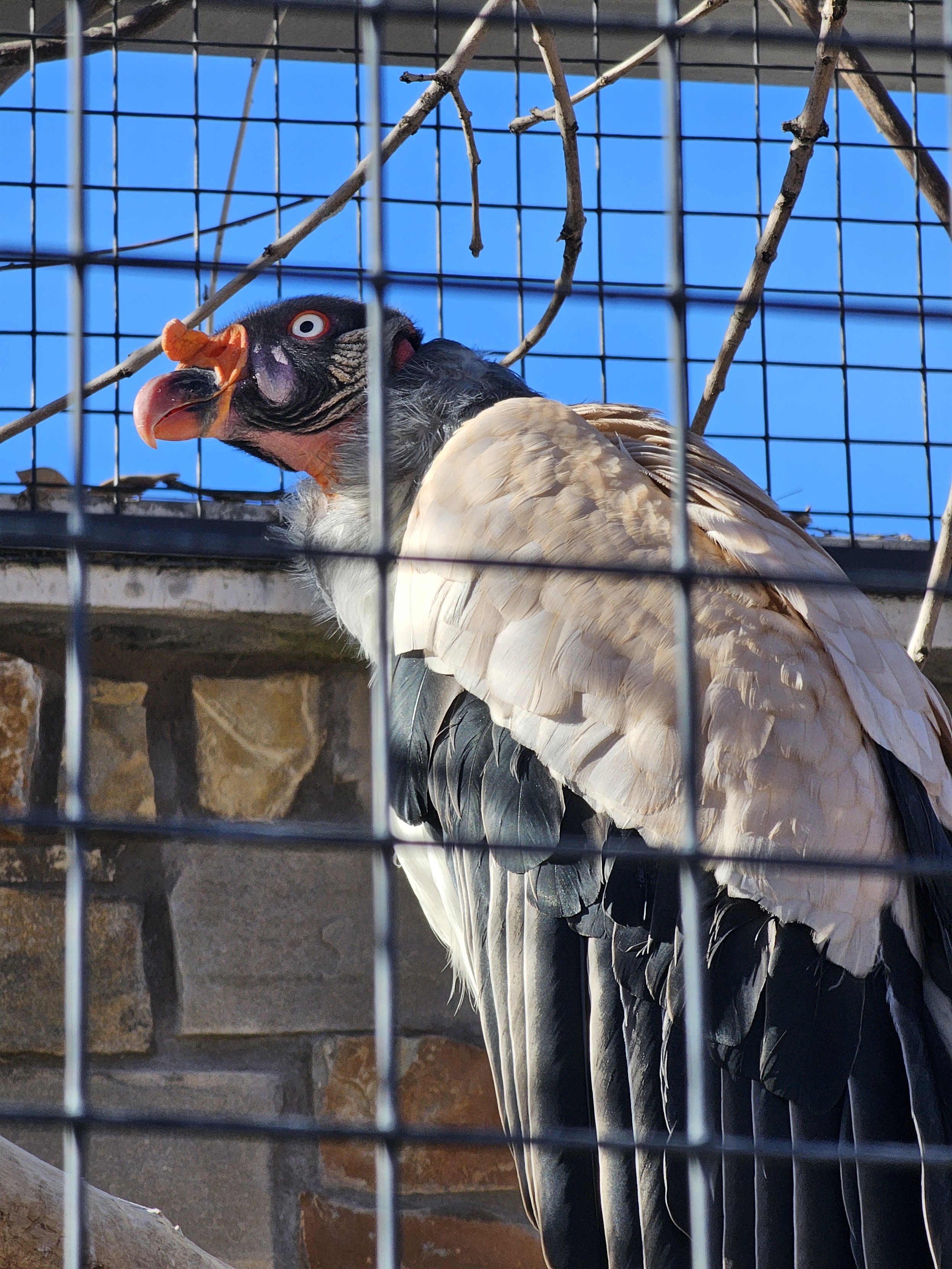 恐鸟人士肯定会被吓死的 king vulture 