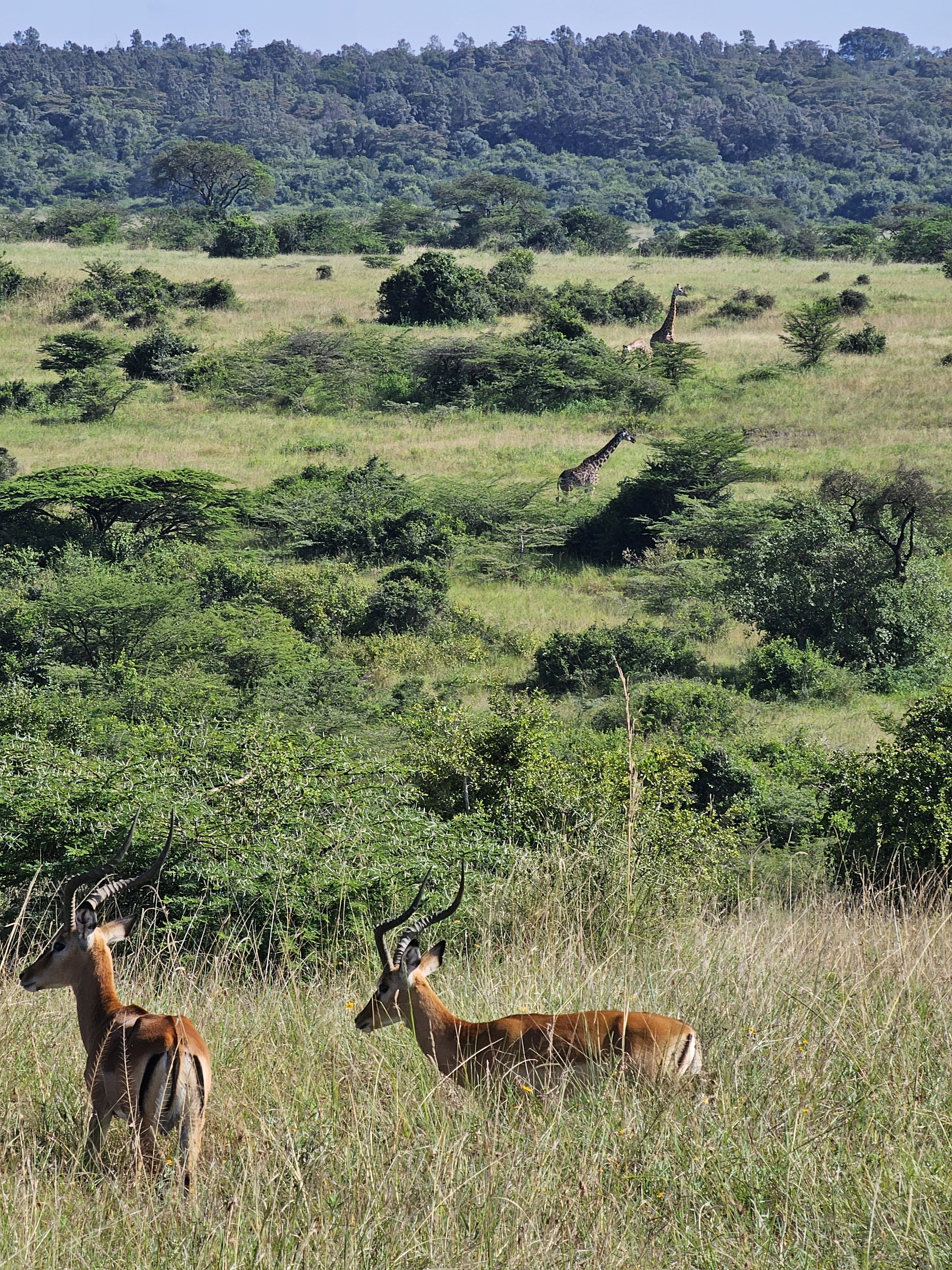 Samburu 的羚羊和长颈鹿