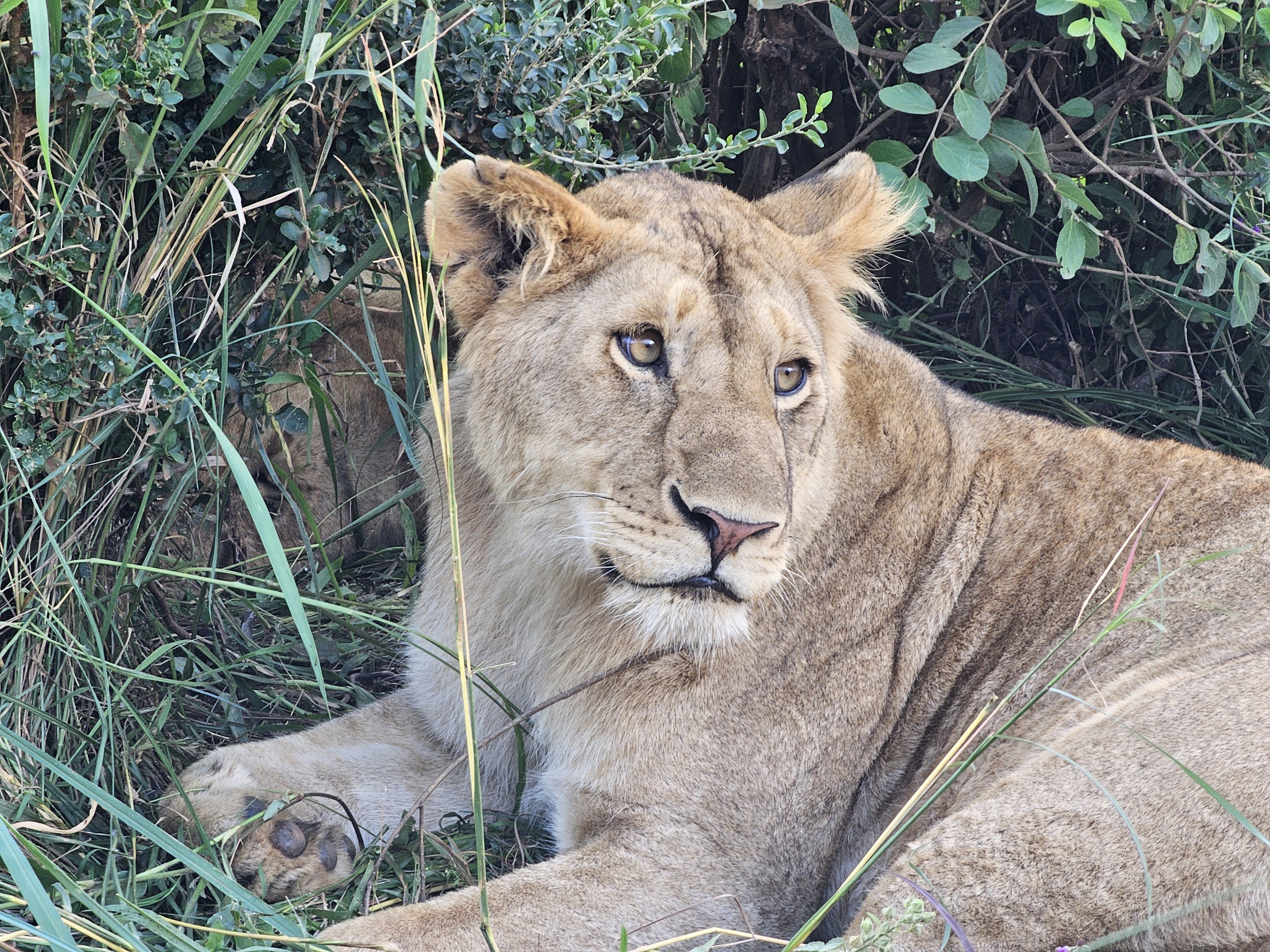 Maasai Mara 的狮子