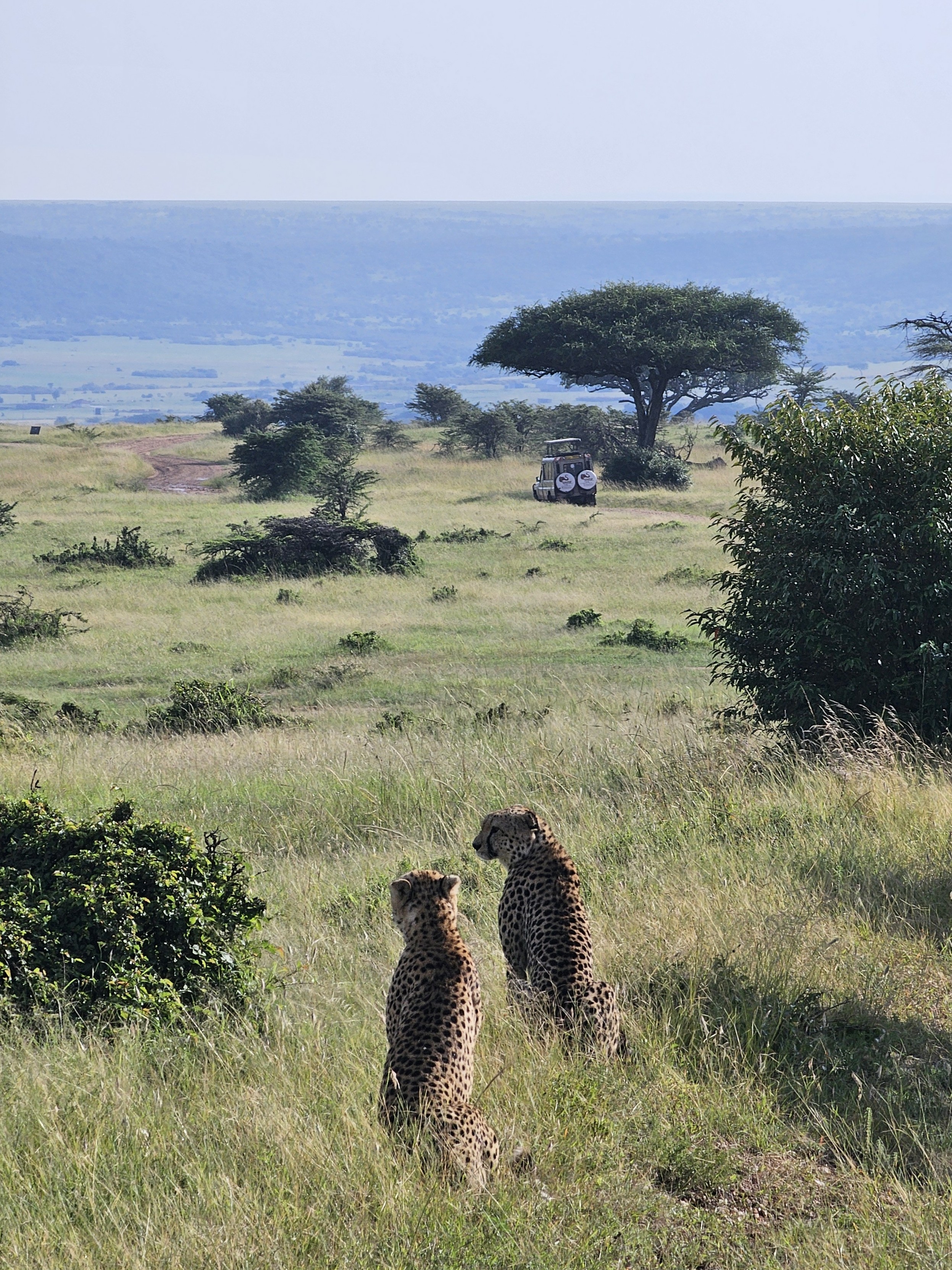 Maasai Mara 的猎豹兄弟/姐妹
