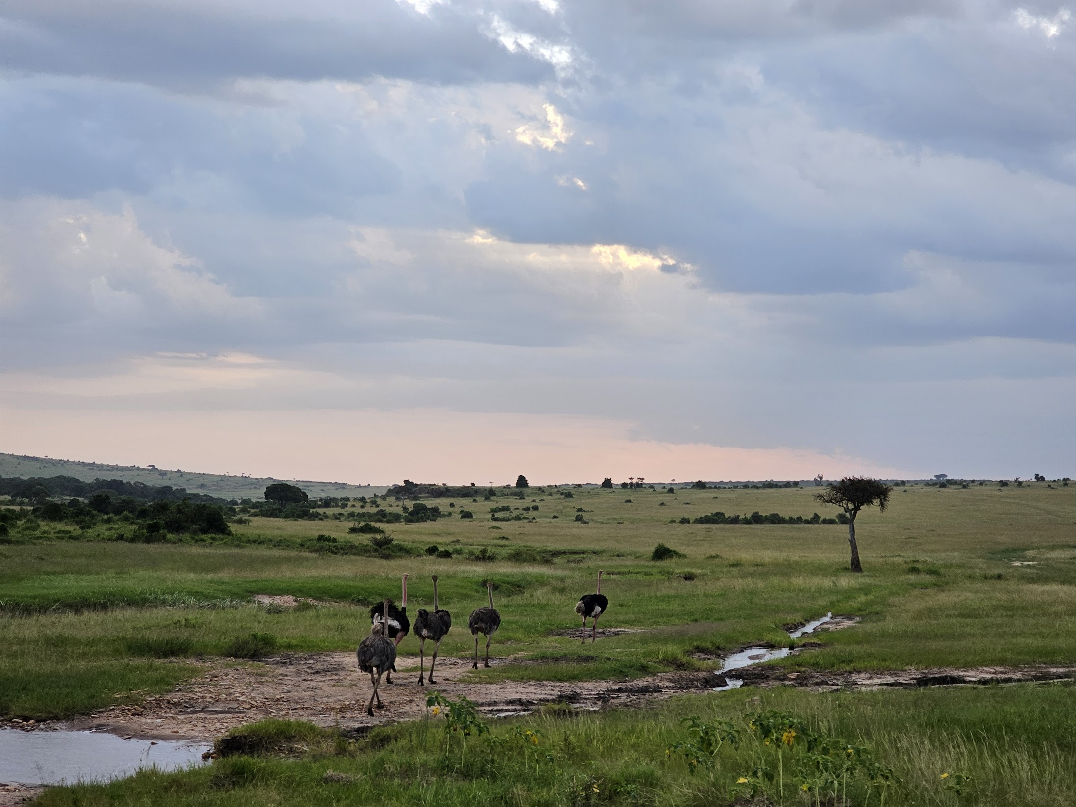 Maasai Mara 的夕阳下鸵鸟一家