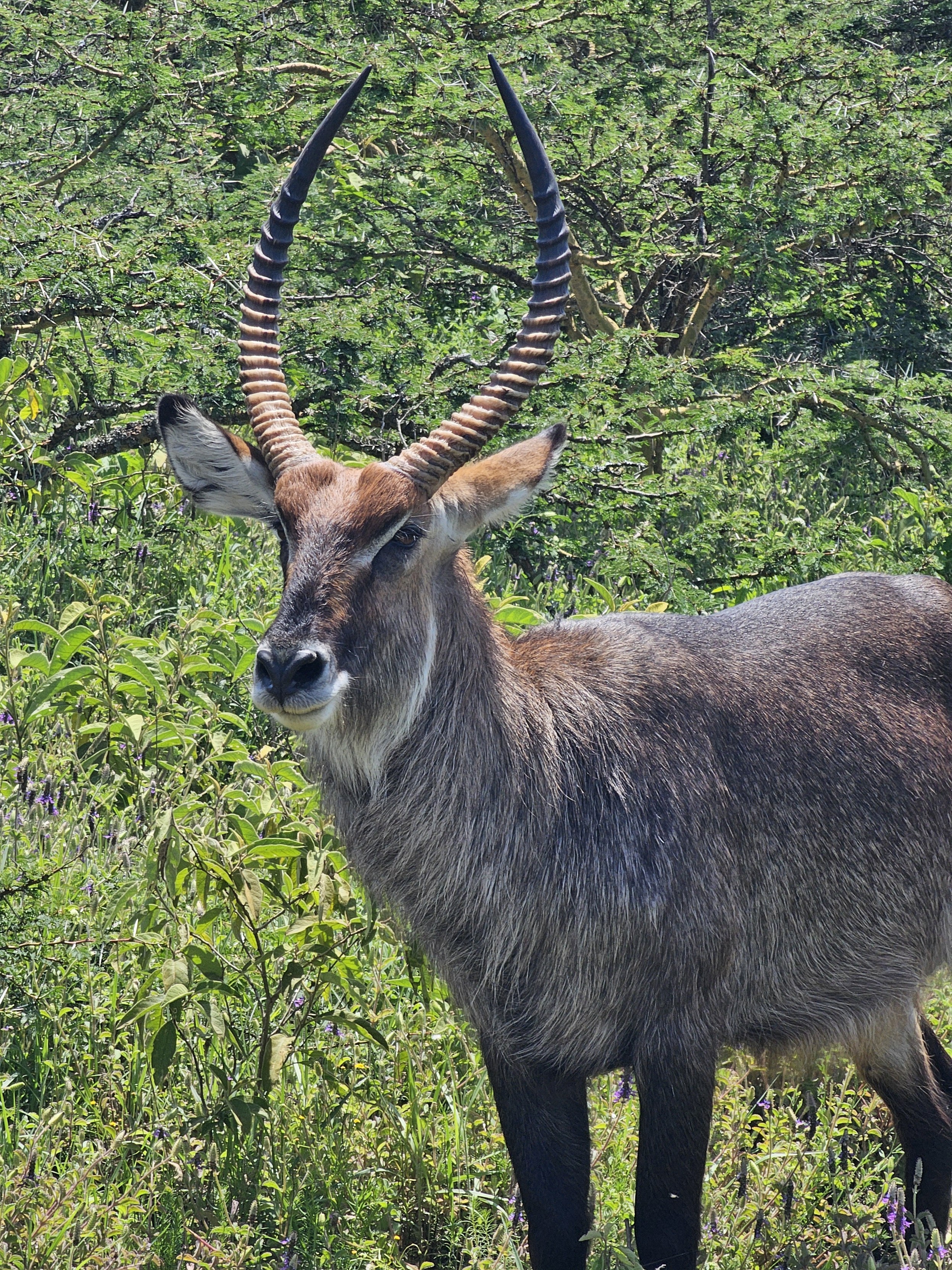 Lake Naivasha 附近的威风水羚