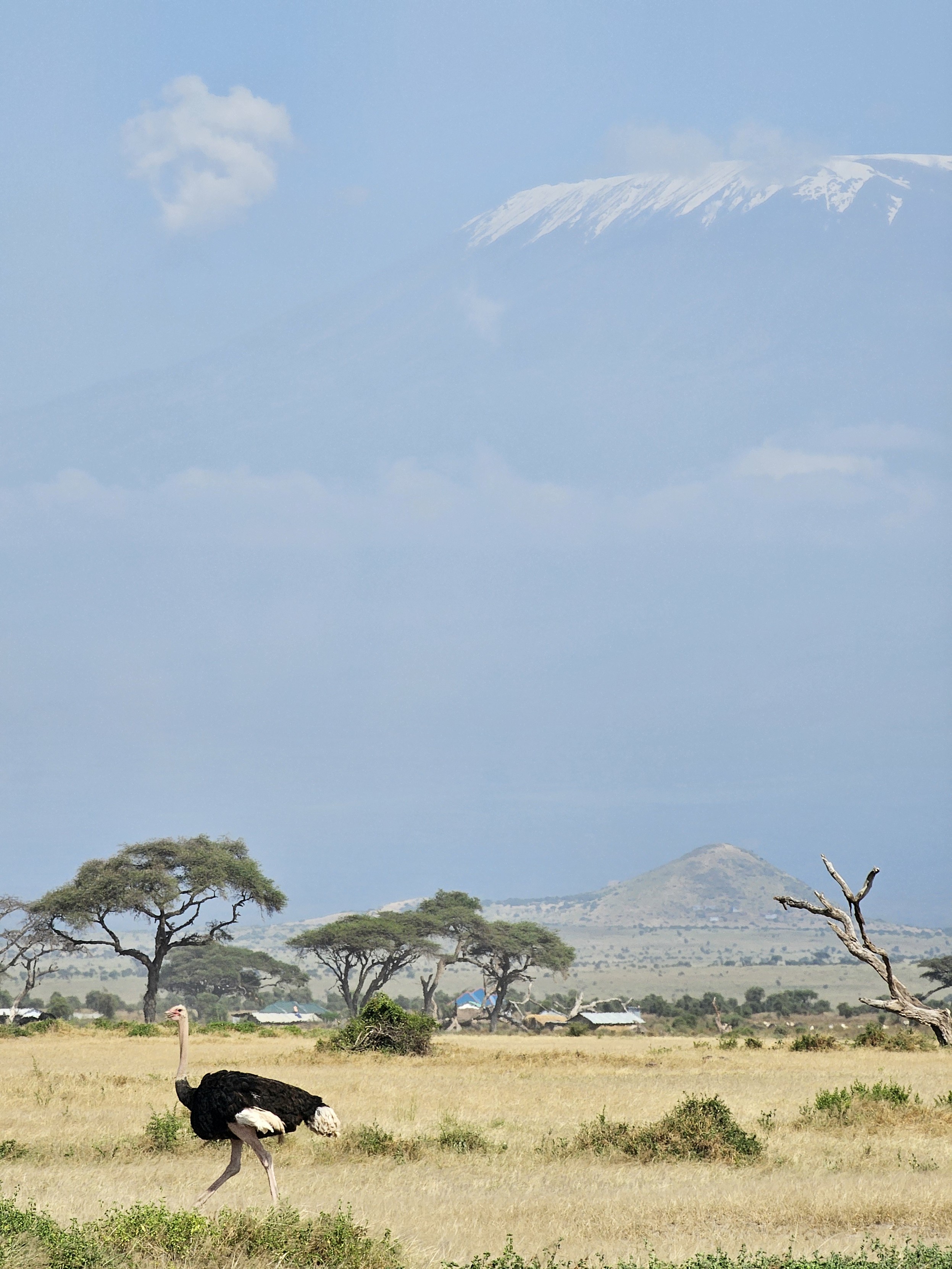 Amboseli 乞力马扎罗山下的鸵鸟