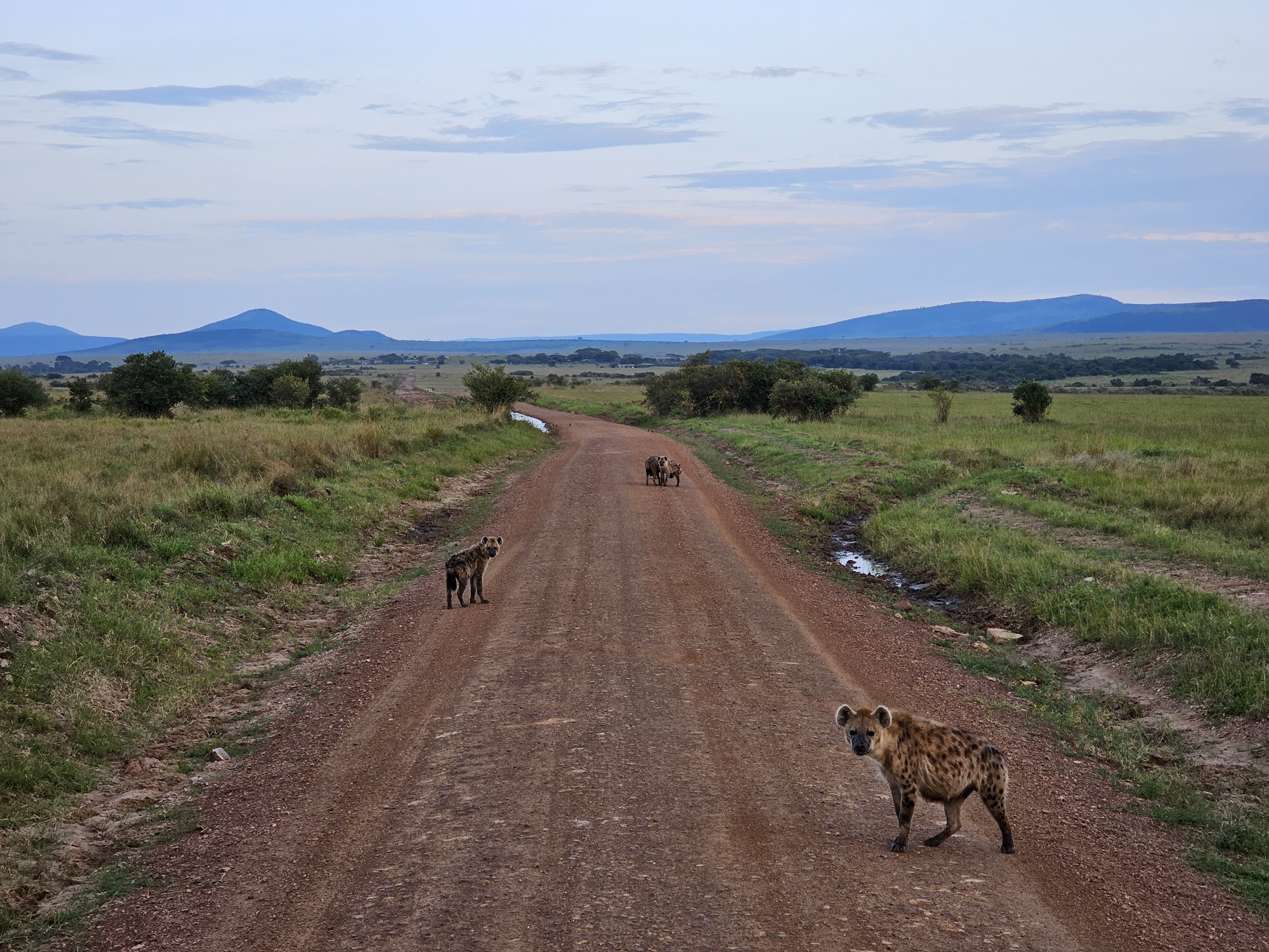 今年去肯尼亚的时候在 Massai Mara 碰到的 spotted hyena 群