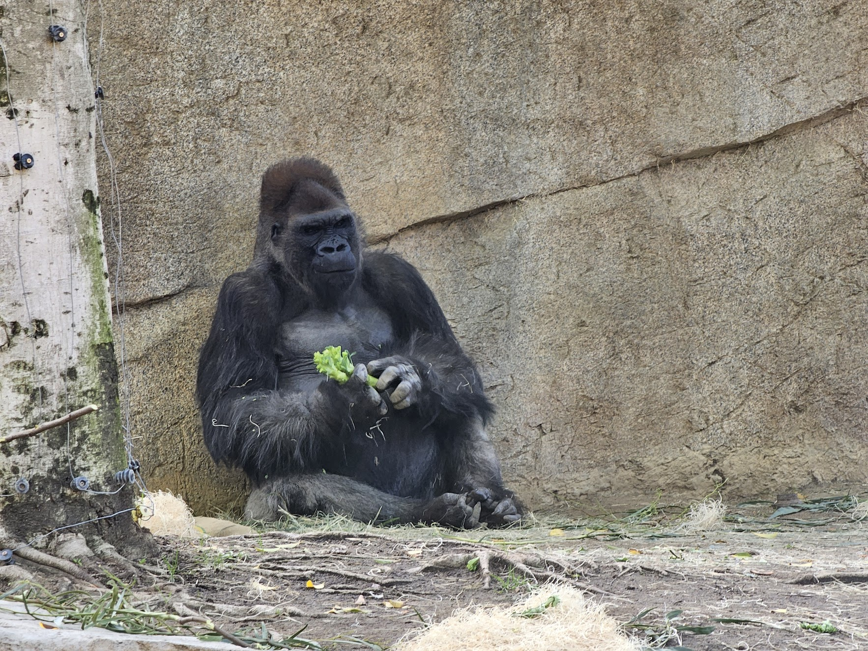 2023 年在 San Diego Zoo，不过这是大猩猩（gorilla）不是前面提到的倭黑猩猩