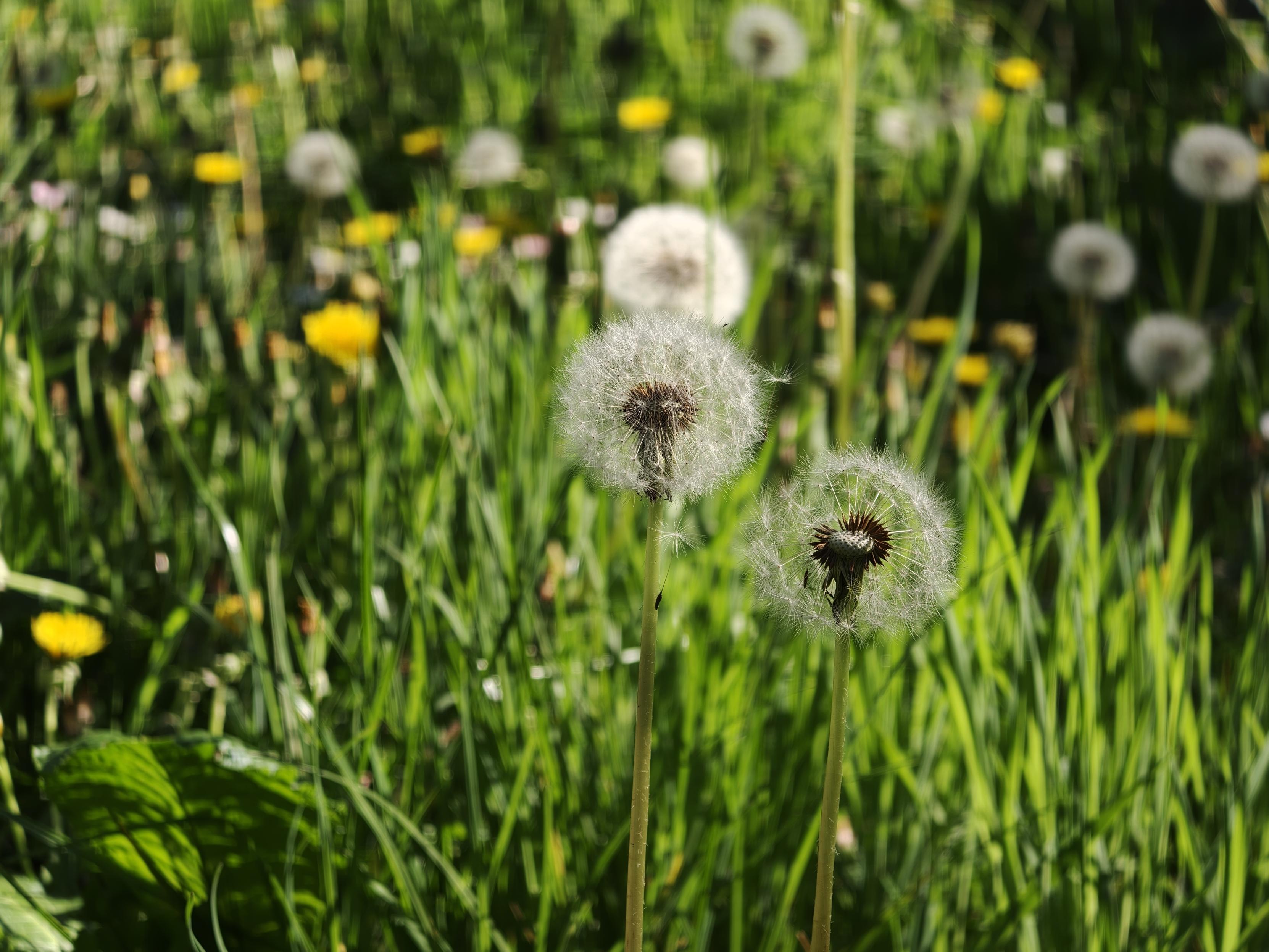 这个季节温哥华的蒲公英又大又圆